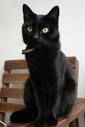 il est trop bo jd les chats il y en pleins sur mon blog