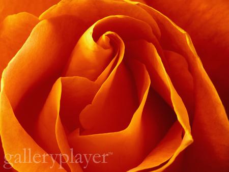 parlons fleur