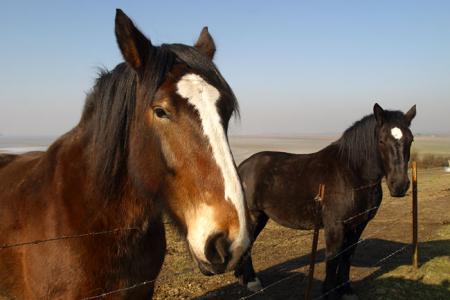 pour ce qui aime les chevaux
